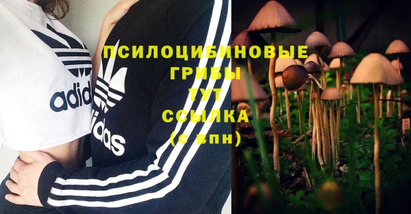 ПСИЛОЦИБИНОВЫЕ ГРИБЫ Абаза