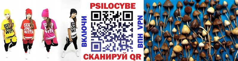 Псилоцибиновые грибы Psilocybine cubensis Элиста